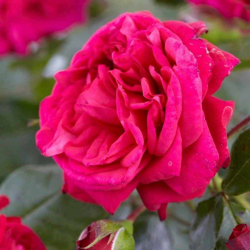 Large 5-6ft Specimen Climbing Rose - Laguna - Courtyard Climber