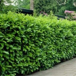 Laurel Hedging - Prunus Laurocerasus Rotundifolia - Established 75-100cm Plants +