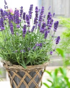 BULK PACK - Lavendula Angustifolia Hidcote - English Lavender Hidcote Blue - Pack Of TEN Large Plants