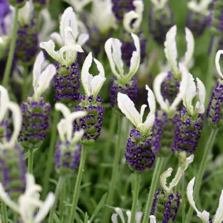 Lavendula Stoechas Anouk White - White Javelin French Lavender - Lavendula