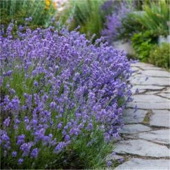 BULK PACK - Munstead English Lavender - Lavandula Angustifolia 'Munstead' - Pack Of TEN Plants