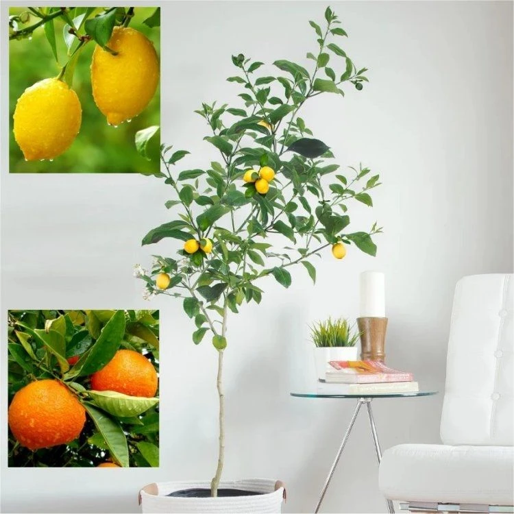 LARGE 120-140cm Citrus Trees - 1 X LEMON & 1 X ORANGE + FREE Citrus Feed