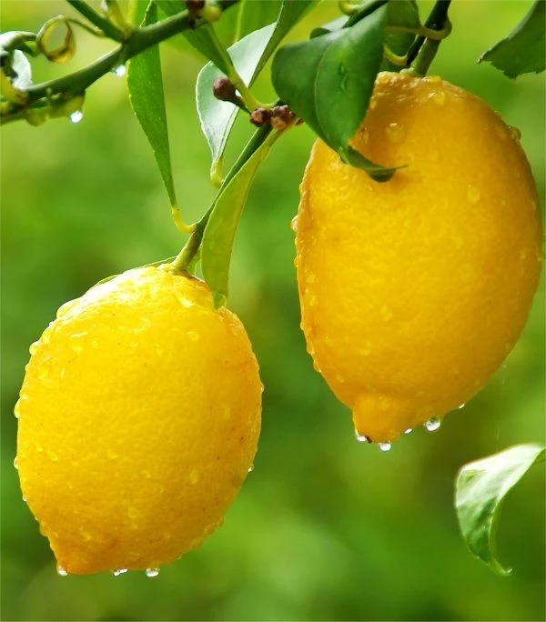 LARGE 120-140cm Citrus Trees - 1 X LEMON & 1 X ORANGE + FREE Citrus Feed - Image 2
