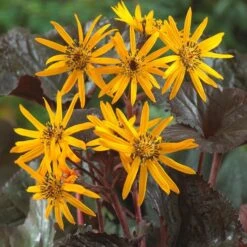 Ligularia Dentata Britt-Marie Crawford - Leopard Plant