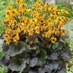 Ligularia Dentata 'Pandora'