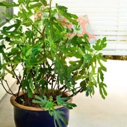 Fig - Ficus Carica Little Miss Figgy