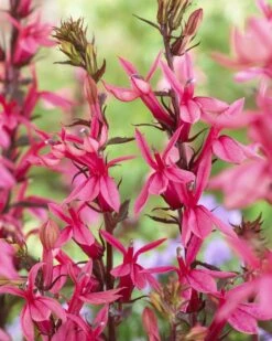 Lobelia Speciosa Fan Salmon - Pack Of THREE Plants