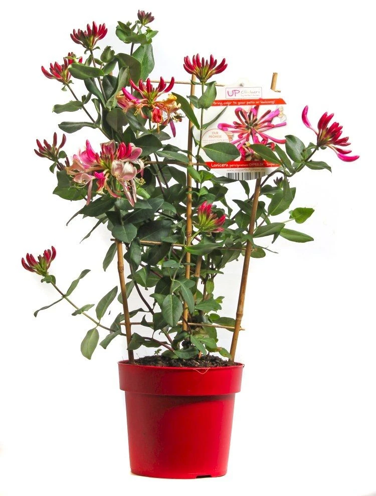 Imperial Honeysuckle - Lonicera Periclymenum Caprilia Cream - Image 2