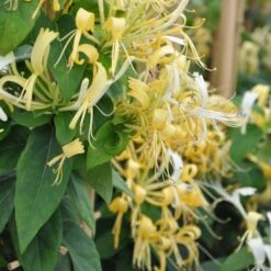 Lonicera Similis Var Delavayi - Evergreen Honeysuckle