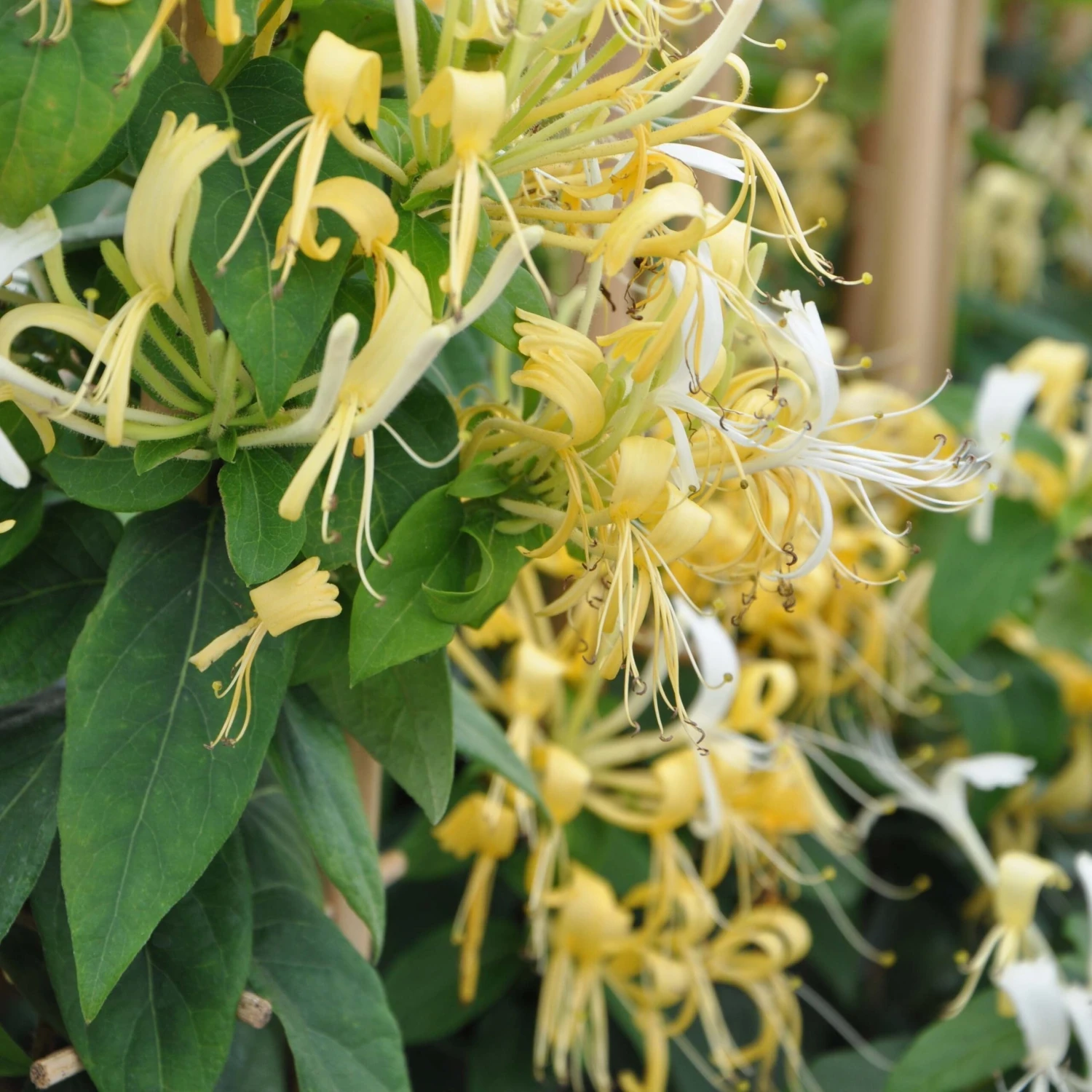 Large 5-6ft Climber - Lonicera Similis Var Delavayi - Evergreen Honeysuckle