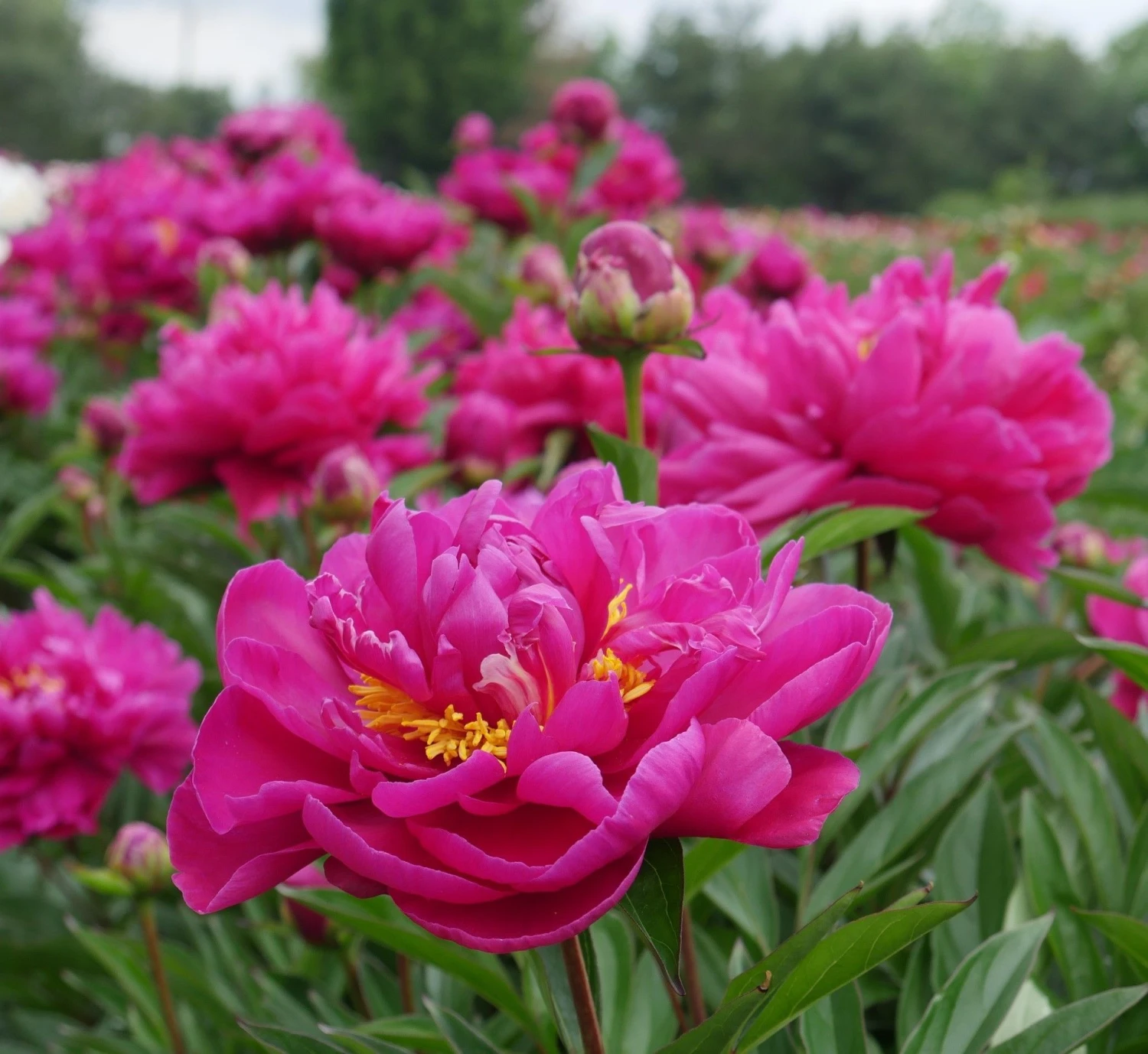 Paeonia Louis Van Houtte - Peony - Pack Of THREE - Image 3