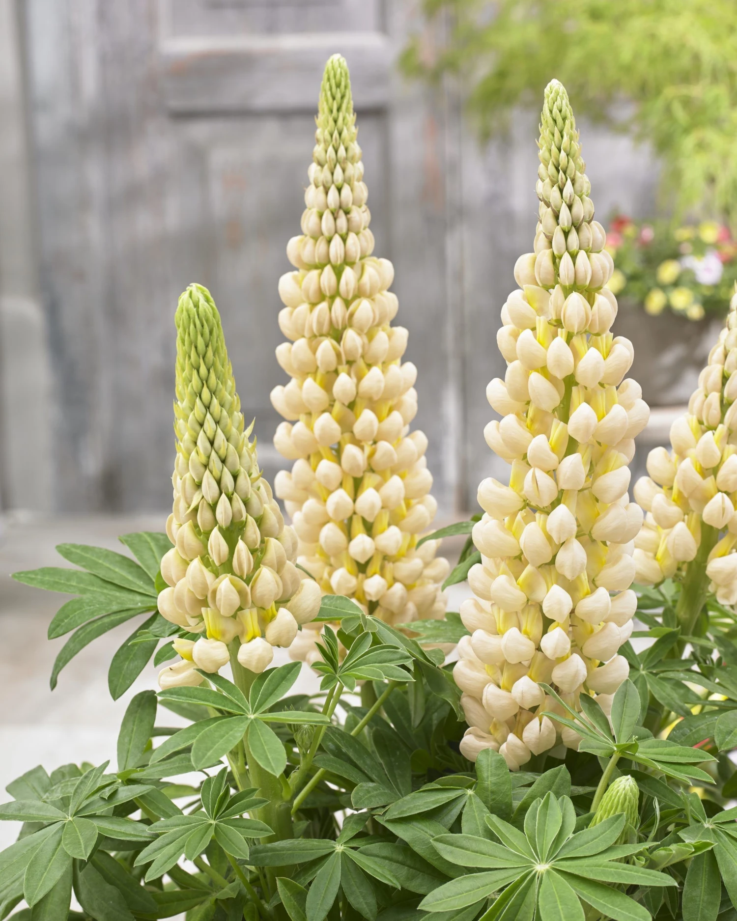 Lupinus West Country Lupin Cashmere Cream