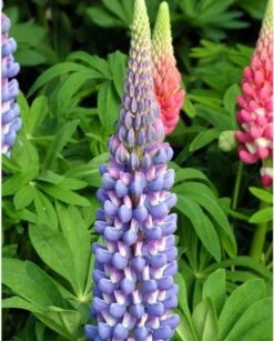 Lupinus West Country Lupin Melody