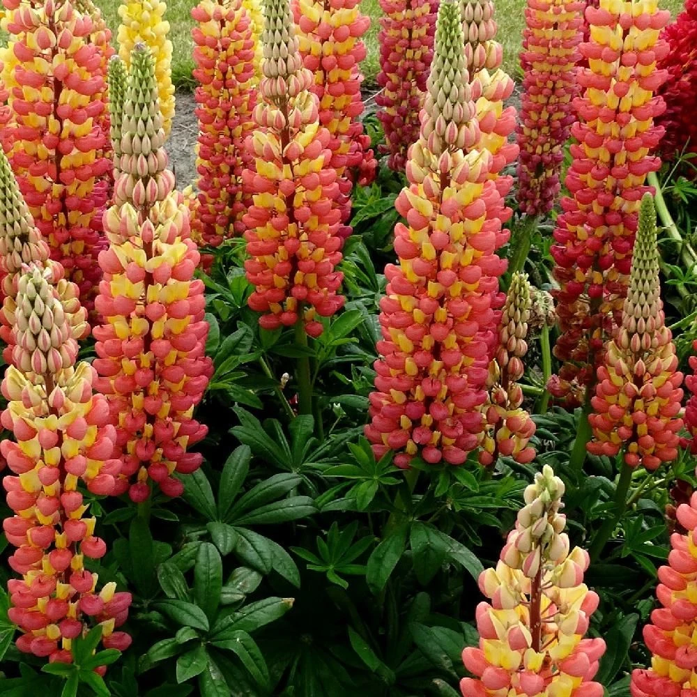 Lupinus West Country Lupin Gladiator - Image 2