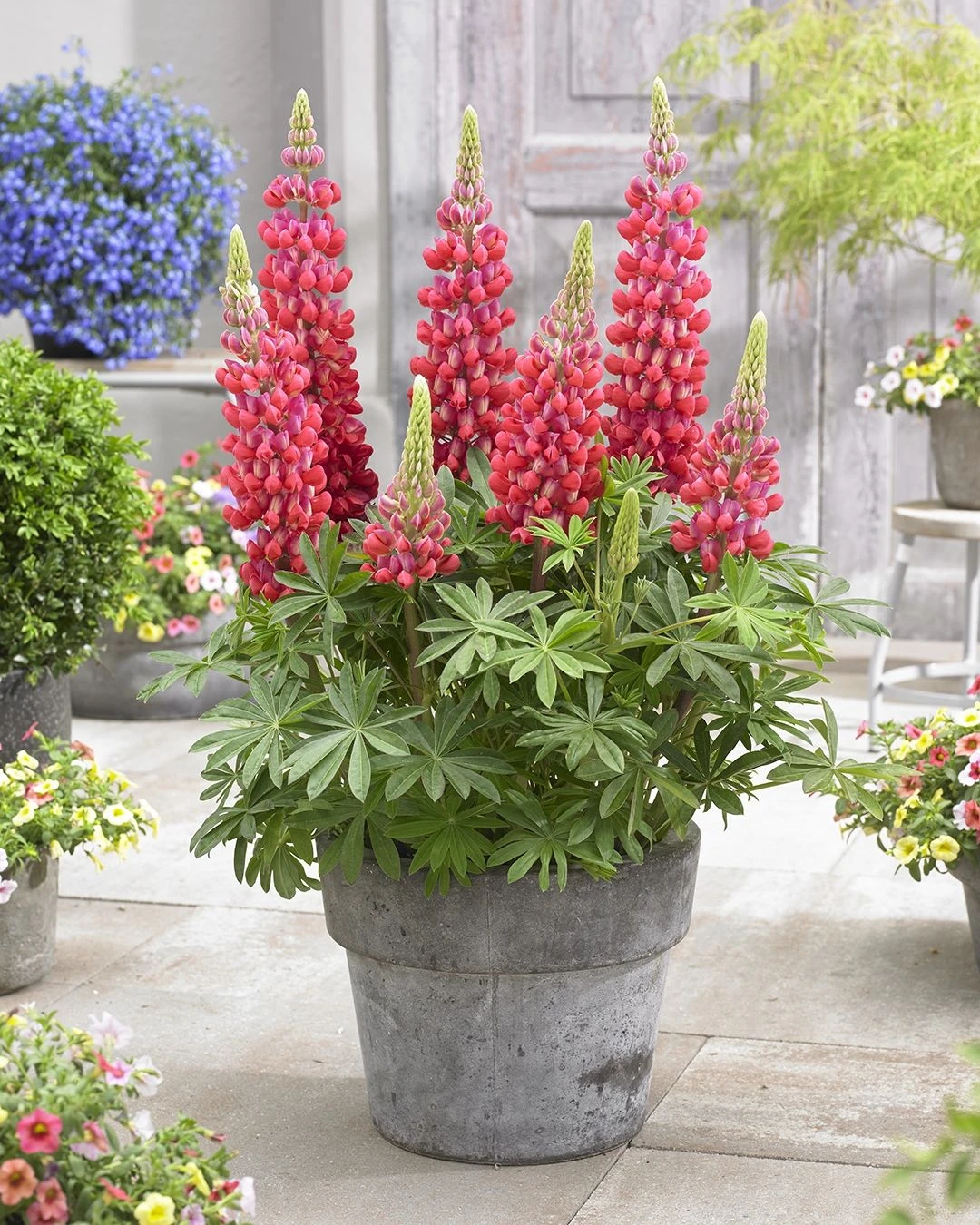 Lupinus West Country Lupin Red Rum - Image 2