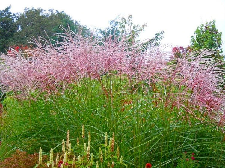 Miscanthus Sinensis Flamingo - Image 2