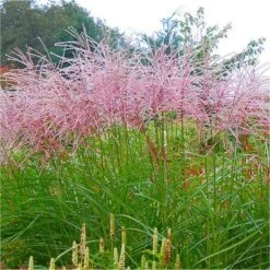 Miscanthus Sinensis Flamingo - Large Specimen