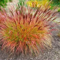 Miscanthus Sinensis Red Chief