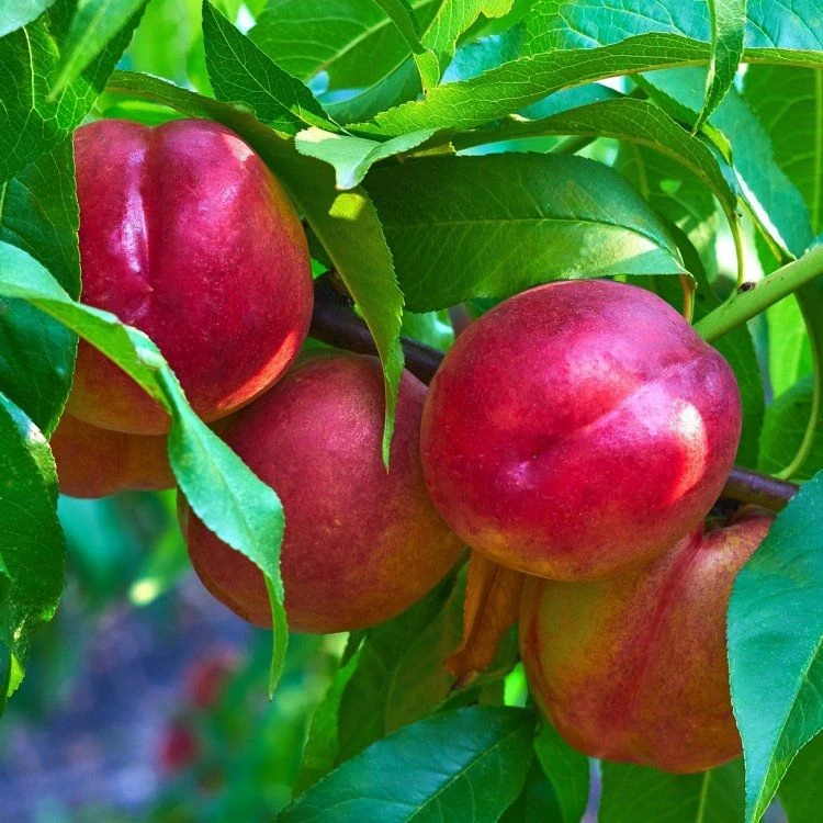 Dwarf Patio PILLAR Fruit Trees Mini Orchard Collection - 6 Different Trees - Image 3