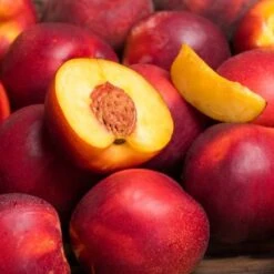 Nectrine Tree - Prunus Persica Var. Nucipersica - Flavourtop - 150cm-180cms Tall Tree