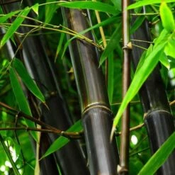 Phyllostachys Nigra - Black Bamboo - Large Approx 6-8ft Tall Plants