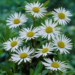 Nipponanthemum Nipponicum - Nippon Daisy