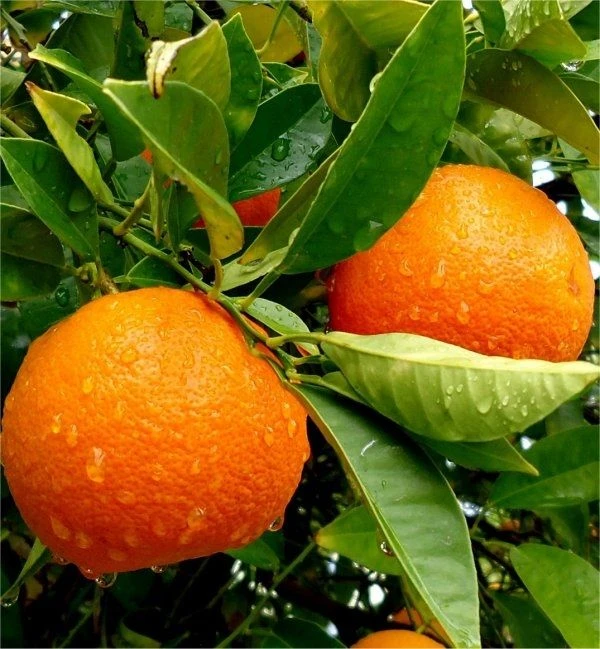 LARGE 120-140cm Citrus Trees - 1 X LEMON & 1 X ORANGE + FREE Citrus Feed - Image 3