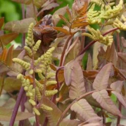 Osmunda Regalis Purpurascens - Purple Royal Fern
