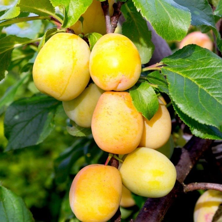 Premium Speciality Chefs Selection For The Fruit Connoisseur - Fruit Tree Collection - Pack Of SIX - Image 2