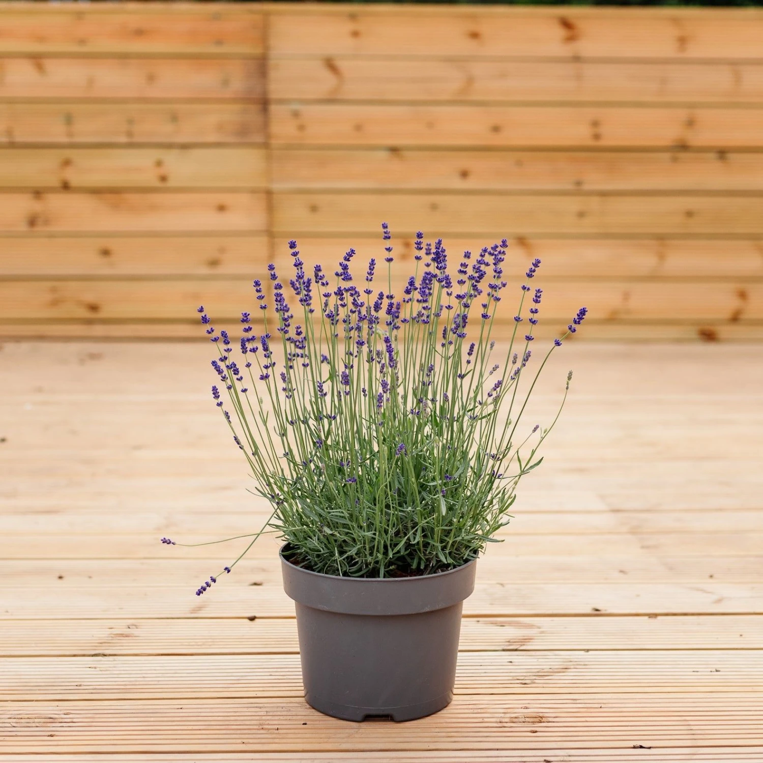 Lavendula Angustifolia Hidcote - English Lavender Hidcote Blue - Image 4