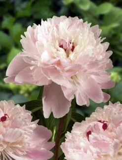 Paeonia Lactiflora 'Alertie' - Large Flowered Herbaceous Peony