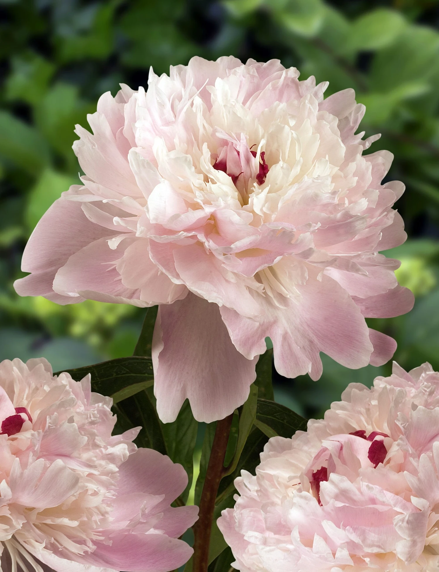 Paeonia Lactiflora Alertie - Large Flowered Herbaceous Peony - Pack Of THREE - Image 2
