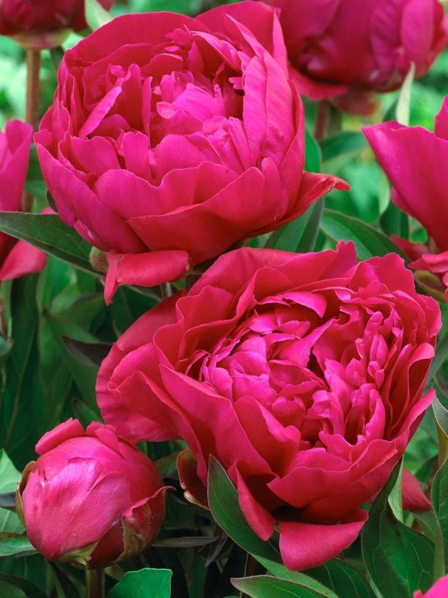 Perfumed Peony - Paeonia Karl Rosenfield - Peony - Pack Of FIVE - Image 2
