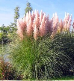 Cortaderia Selloana Rosea - Pink Pampas Grass