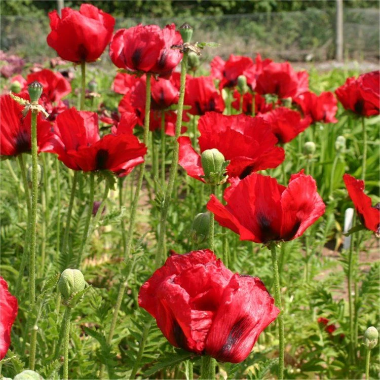 Papaver Orientale Brilliant - Blood Red Oriental Poppy - Pack Of THREE Plants - Image 2
