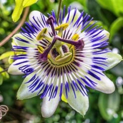 Passion Flower Caerulea - Passiflora
