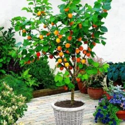 Dwarf Patio Apricot Tree - Prunus Armeniaca