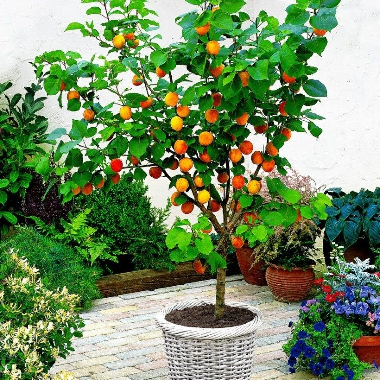 Dwarf Patio Apricot Tree - Prunus Armeniaca