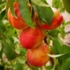 Patio Nectarine Tree - Prunus Persica Var. Nucipersica