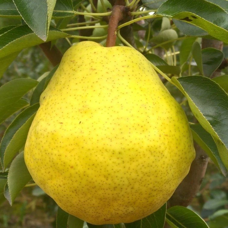 Dwarf Patio PILLAR Fruit Trees Mini Orchard Collection - 6 Different Trees - Image 6