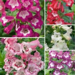 Penstemon Collection - Pack Of FIVE Different Plants