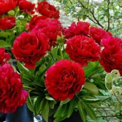 Paeonia Henry Bockstoce - Peony - Pack Of THREE