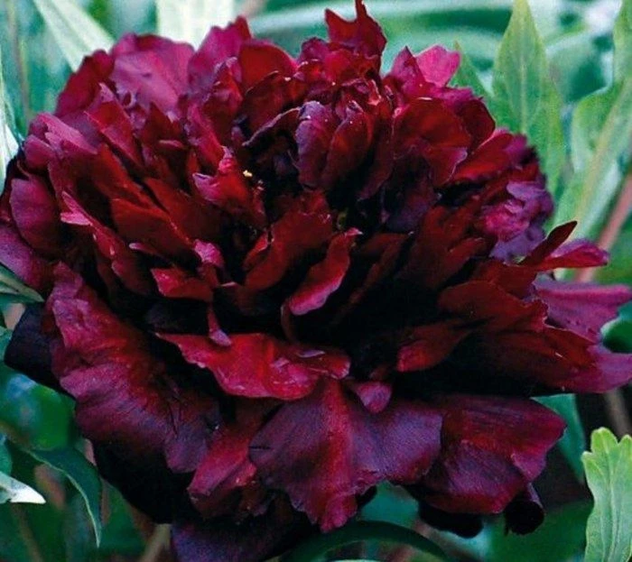 Paeonia Francoise Ortegat - Peony - Pack Of THREE - Image 2