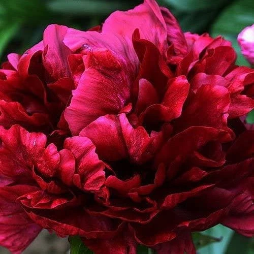 Paeonia Francoise Ortegat - Peony - Pack Of THREE - Image 3