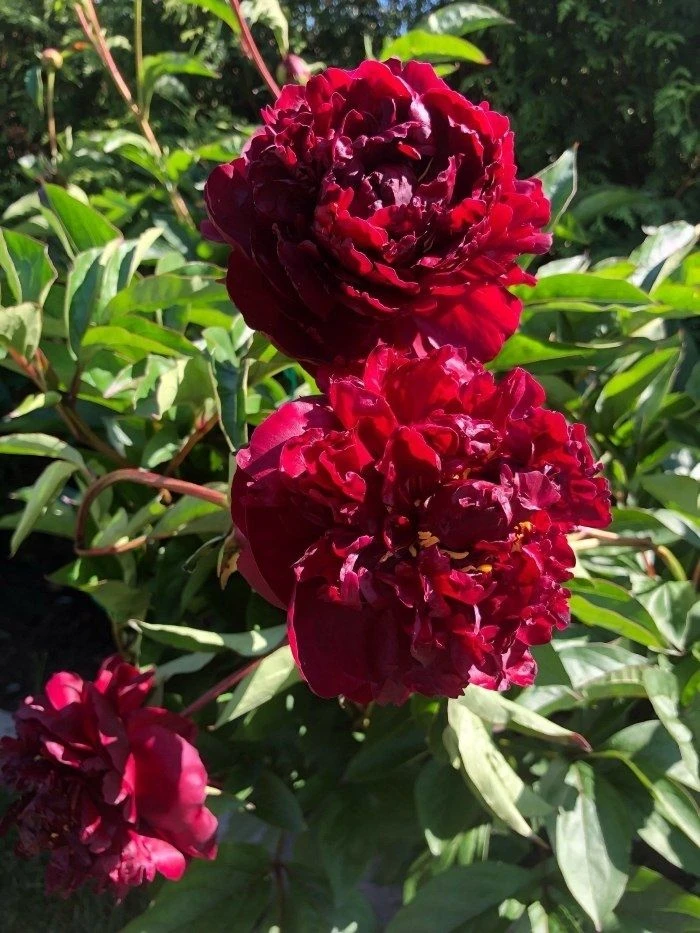 Paeonia Francoise Ortegat - Peony - Pack Of THREE - Image 4