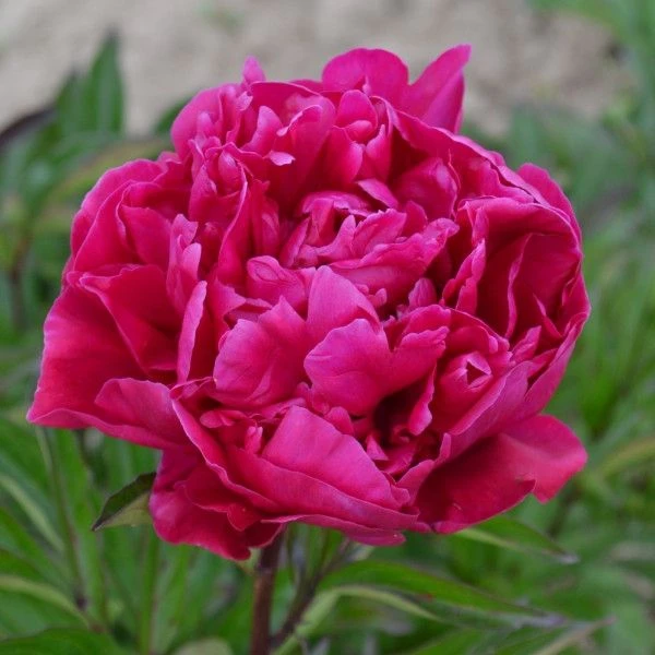 Paeonia Louis Van Houtte - Peony - Pack Of THREE - Image 2