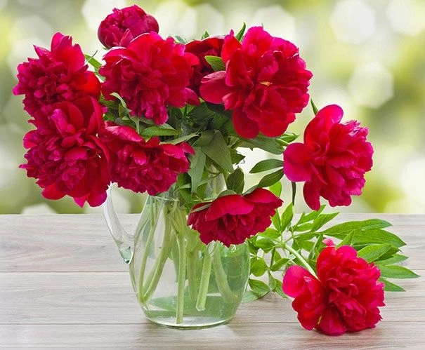 Perfumed Peony - Paeonia Karl Rosenfield - Peony - Pack Of FIVE - Image 3