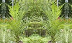 Pair Of 60cm Phoenix Canariensis - Canary Island Date Palms