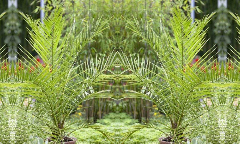 XXXL Giant Phoenix Canariensis - Canary Island Date Palm - EXTRA LARGE PATIO PALM TREES 220-290cm - Image 4