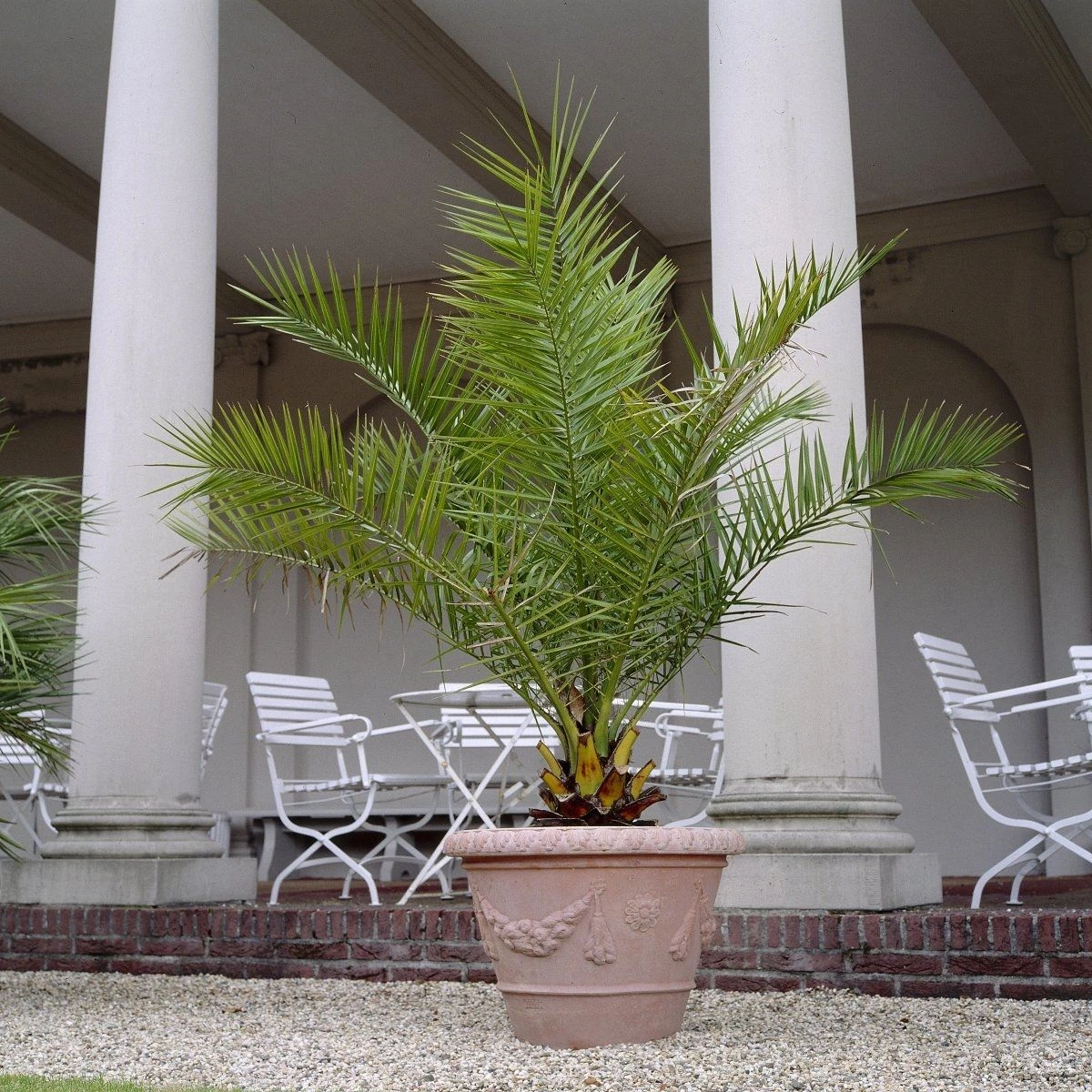XXXL Giant Phoenix Canariensis - Canary Island Date Palm - EXTRA LARGE PATIO PALM TREES 220-290cm - Image 2
